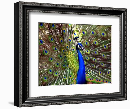 A Peacock Spreads its Feathers at the Alipore Zoo-null-Framed Photographic Print