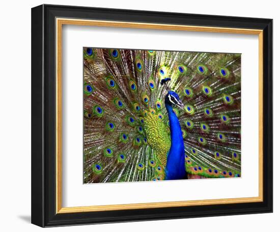 A Peacock Spreads its Feathers at the Alipore Zoo--Framed Photographic Print