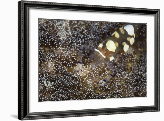 A Peacock-Tail Anemone Shrimp Sits on a Host Anemone-Stocktrek Images-Framed Photographic Print