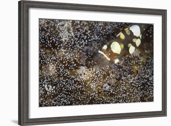 A Peacock-Tail Anemone Shrimp Sits on a Host Anemone-Stocktrek Images-Framed Photographic Print