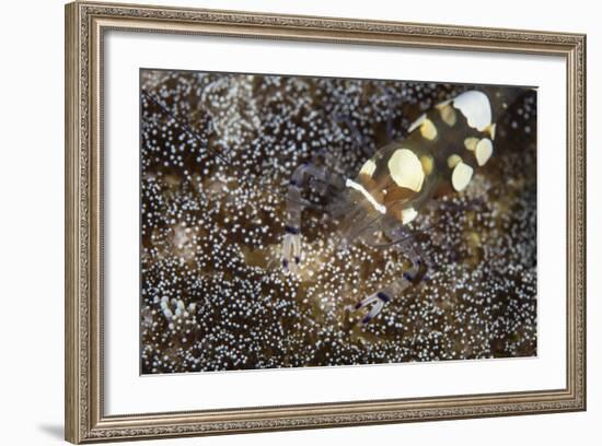 A Peacock-Tail Anemone Shrimp Sits on a Host Anemone-Stocktrek Images-Framed Photographic Print