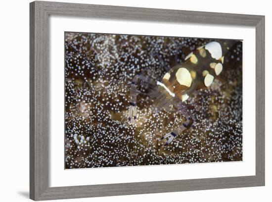 A Peacock-Tail Anemone Shrimp Sits on a Host Anemone-Stocktrek Images-Framed Photographic Print