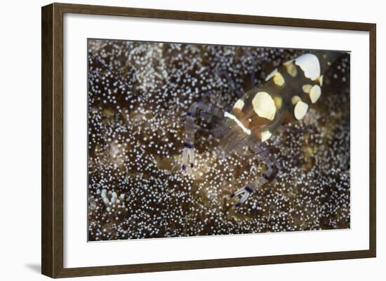 A Peacock-Tail Anemone Shrimp Sits on a Host Anemone-Stocktrek Images-Framed Photographic Print