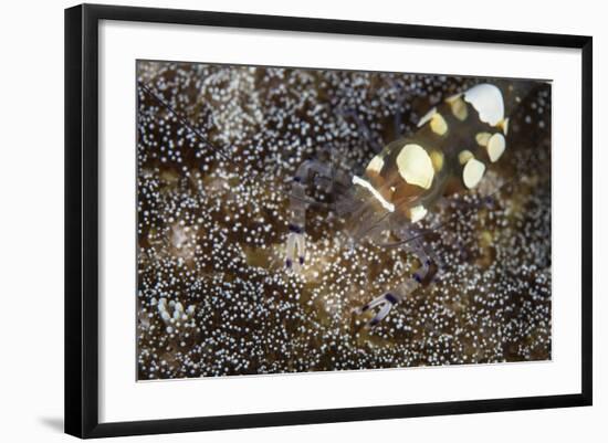 A Peacock-Tail Anemone Shrimp Sits on a Host Anemone-Stocktrek Images-Framed Photographic Print