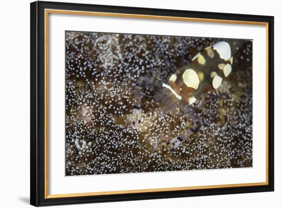 A Peacock-Tail Anemone Shrimp Sits on a Host Anemone-Stocktrek Images-Framed Photographic Print