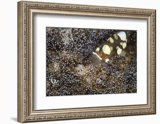 A Peacock-Tail Anemone Shrimp Sits on a Host Anemone-Stocktrek Images-Framed Photographic Print