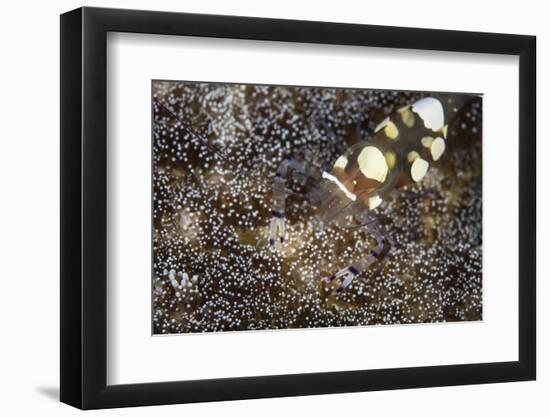 A Peacock-Tail Anemone Shrimp Sits on a Host Anemone-Stocktrek Images-Framed Photographic Print