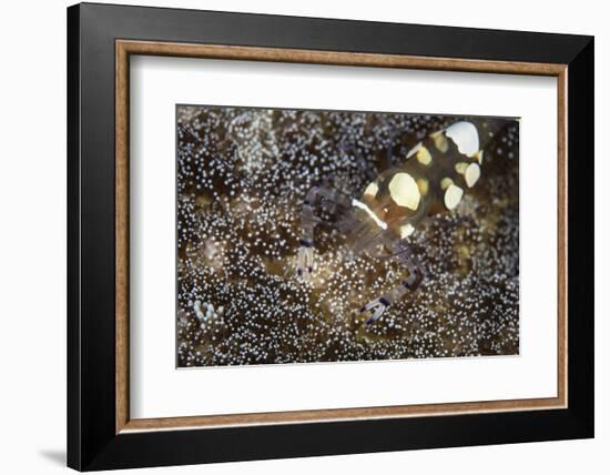 A Peacock-Tail Anemone Shrimp Sits on a Host Anemone-Stocktrek Images-Framed Photographic Print