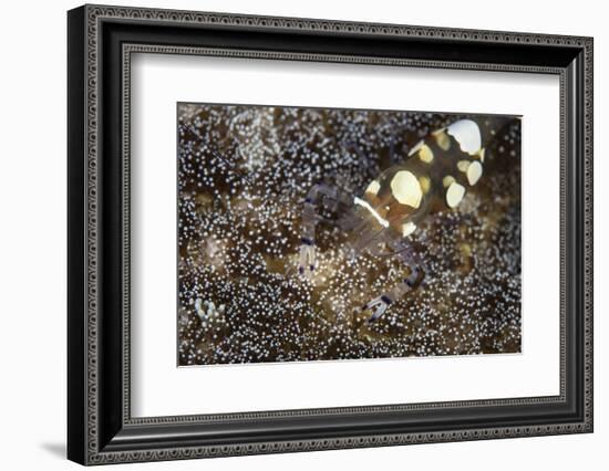 A Peacock-Tail Anemone Shrimp Sits on a Host Anemone-Stocktrek Images-Framed Photographic Print