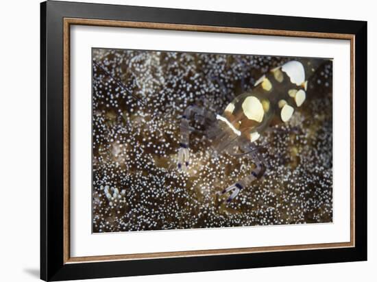 A Peacock-Tail Anemone Shrimp Sits on a Host Anemone-Stocktrek Images-Framed Photographic Print