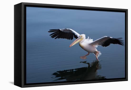 A Pelican Landing on the Water Near Walvis Bay, Namibia-Alex Saberi-Framed Premier Image Canvas