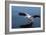 A Pelican Landing on the Water Near Walvis Bay, Namibia-Alex Saberi-Framed Photographic Print
