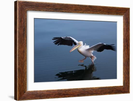 A Pelican Landing on the Water Near Walvis Bay, Namibia-Alex Saberi-Framed Photographic Print