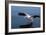 A Pelican Landing on the Water Near Walvis Bay, Namibia-Alex Saberi-Framed Photographic Print