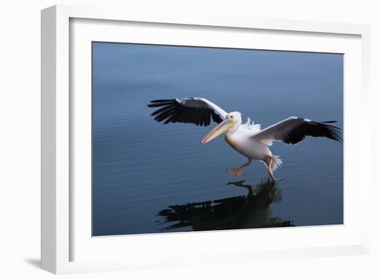 A Pelican Landing on the Water Near Walvis Bay, Namibia-Alex Saberi-Framed Photographic Print