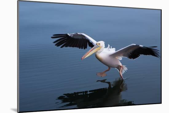 A Pelican Landing on the Water Near Walvis Bay, Namibia-Alex Saberi-Mounted Photographic Print