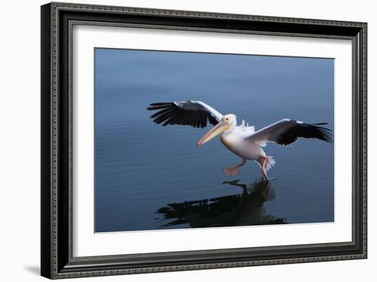 A Pelican Landing on the Water Near Walvis Bay, Namibia-Alex Saberi-Framed Photographic Print