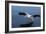 A Pelican Landing on the Water Near Walvis Bay, Namibia-Alex Saberi-Framed Photographic Print