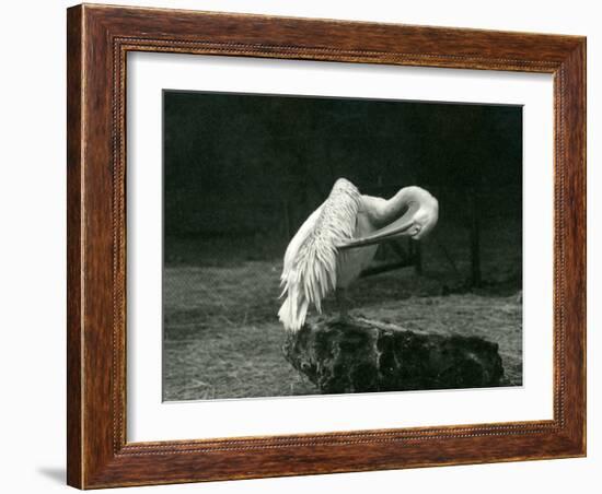 A Pelican Preening its Wing at London Zoo, June 1922-Frederick William Bond-Framed Photographic Print