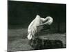 A Pelican Preening its Wing at London Zoo, June 1922-Frederick William Bond-Mounted Photographic Print