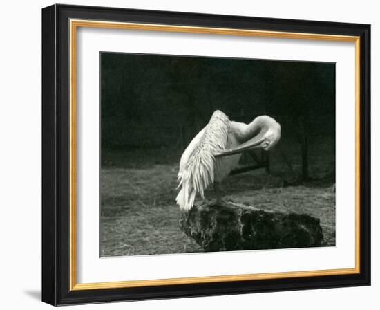 A Pelican Preening its Wing at London Zoo, June 1922-Frederick William Bond-Framed Photographic Print