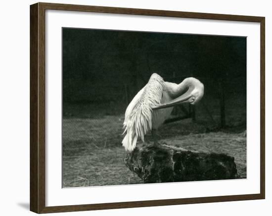 A Pelican Preening its Wing at London Zoo, June 1922-Frederick William Bond-Framed Photographic Print