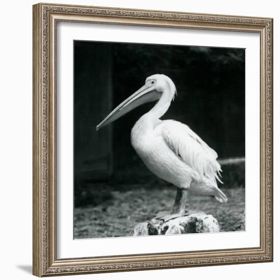 A Pelican Standing on a Tree Stump at London Zoo in September 1925 (B/W Photo)-Frederick William Bond-Framed Giclee Print