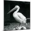 A Pelican Standing on a Tree Stump at London Zoo in September 1925 (B/W Photo)-Frederick William Bond-Mounted Giclee Print