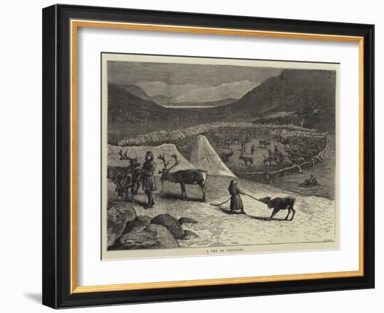 A Pen of Reindeer-Samuel Edmund Waller-Framed Giclee Print