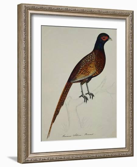 A Pheasant (Phasianus Colchicus)-Christopher Atkinson-Framed Giclee Print