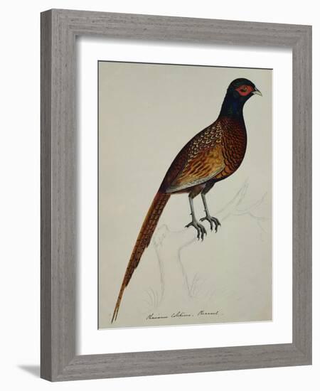 A Pheasant (Phasianus Colchicus)-Christopher Atkinson-Framed Giclee Print