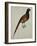 A Pheasant (Phasianus Colchicus)-Christopher Atkinson-Framed Giclee Print