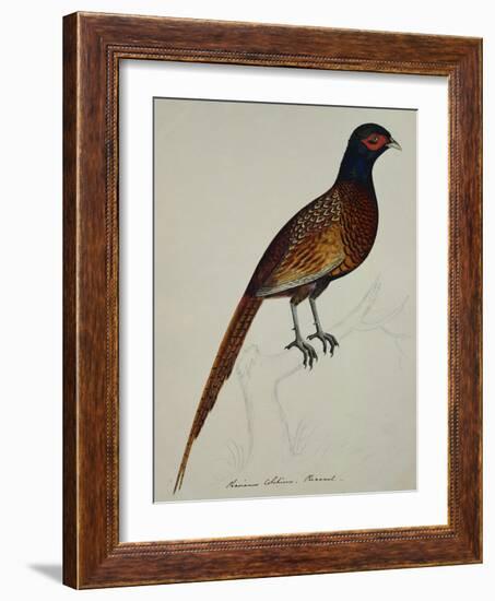 A Pheasant (Phasianus Colchicus)-Christopher Atkinson-Framed Giclee Print