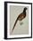 A Pheasant (Phasianus Colchicus)-Christopher Atkinson-Framed Giclee Print