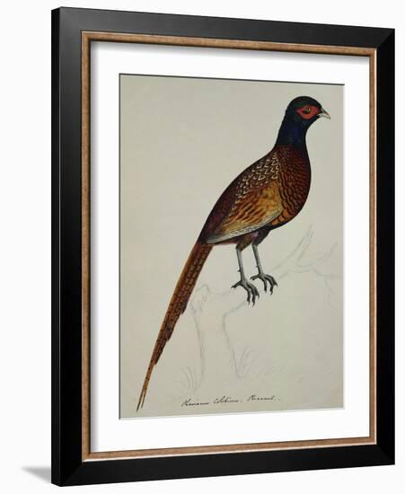 A Pheasant (Phasianus Colchicus)-Christopher Atkinson-Framed Giclee Print