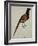 A Pheasant (Phasianus Colchicus)-Christopher Atkinson-Framed Giclee Print