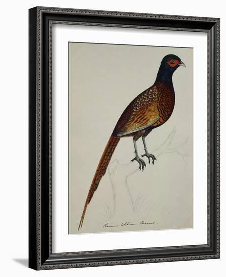 A Pheasant (Phasianus Colchicus)-Christopher Atkinson-Framed Giclee Print