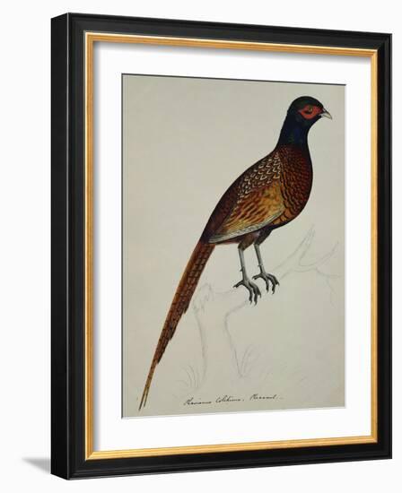 A Pheasant (Phasianus Colchicus)-Christopher Atkinson-Framed Giclee Print