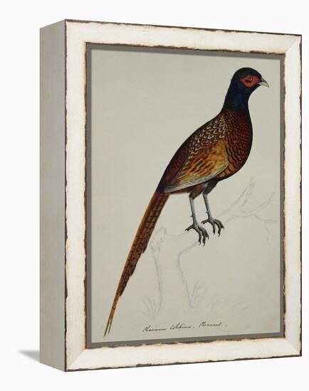 A Pheasant (Phasianus Colchicus)-Christopher Atkinson-Framed Premier Image Canvas