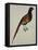 A Pheasant (Phasianus Colchicus)-Christopher Atkinson-Framed Premier Image Canvas