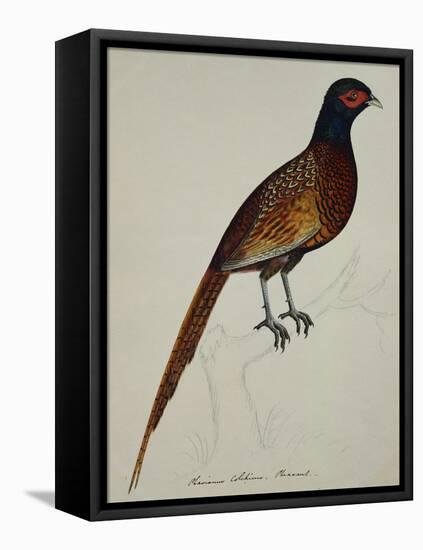 A Pheasant (Phasianus Colchicus)-Christopher Atkinson-Framed Premier Image Canvas