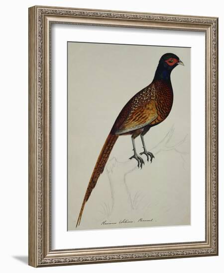 A Pheasant (Phasianus Colchicus)-Christopher Atkinson-Framed Giclee Print