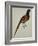 A Pheasant (Phasianus Colchicus)-Christopher Atkinson-Framed Giclee Print