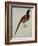 A Pheasant (Phasianus Colchicus)-Christopher Atkinson-Framed Giclee Print