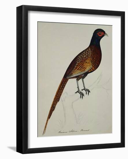 A Pheasant (Phasianus Colchicus)-Christopher Atkinson-Framed Giclee Print