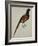 A Pheasant (Phasianus Colchicus)-Christopher Atkinson-Framed Giclee Print