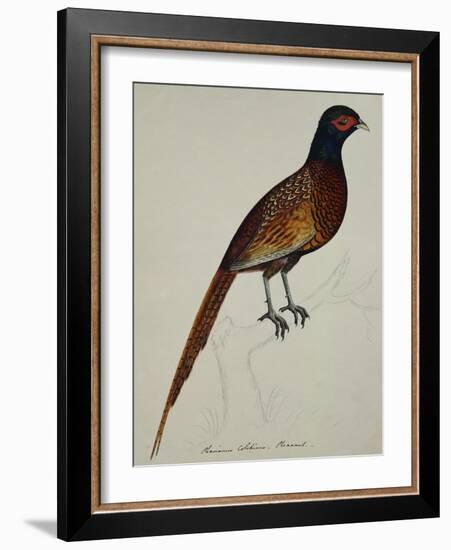 A Pheasant (Phasianus Colchicus)-Christopher Atkinson-Framed Giclee Print