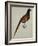 A Pheasant (Phasianus Colchicus)-Christopher Atkinson-Framed Giclee Print