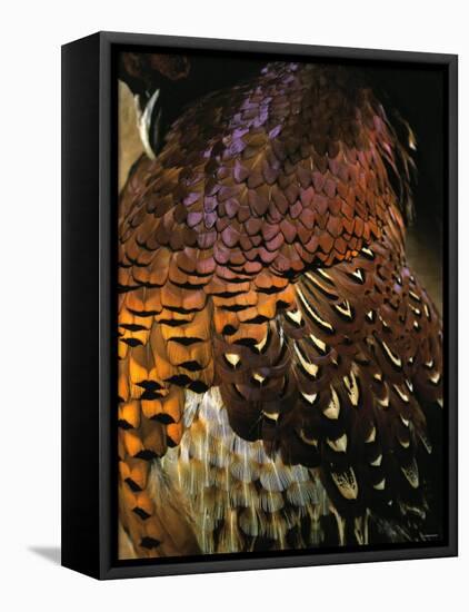 A Pheasant with Colourful Feathers-Nicolas Leser-Framed Premier Image Canvas