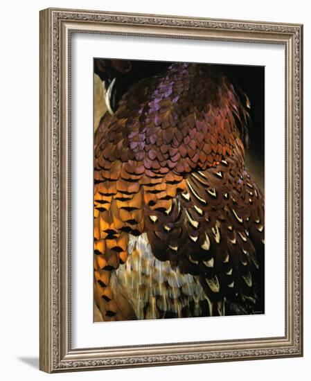 A Pheasant with Colourful Feathers-Nicolas Leser-Framed Photographic Print